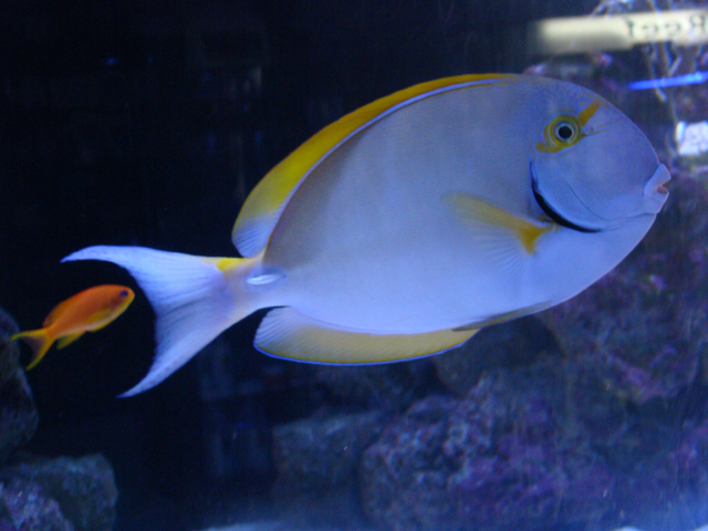  Acanthurus xanthopterus (Yellowfin Tang/Surgeonfish)